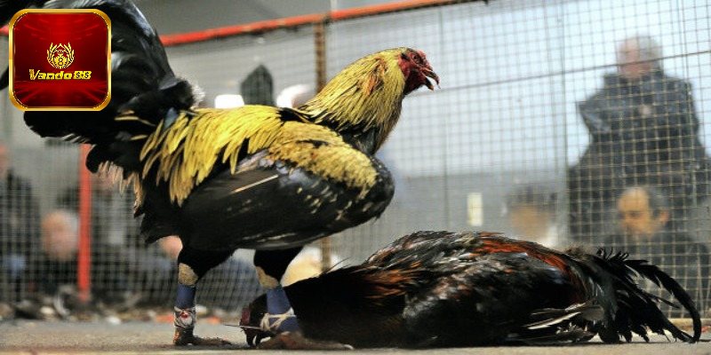 3 dòng gà cựa dao Mỹ ấn tượng