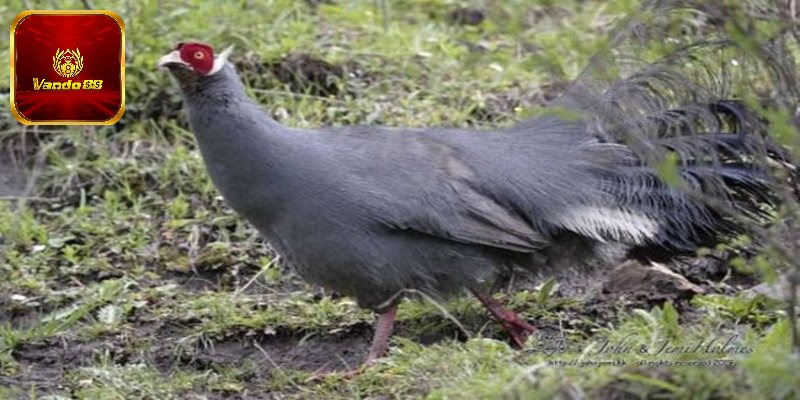 3 dòng gà tía huyền thoại