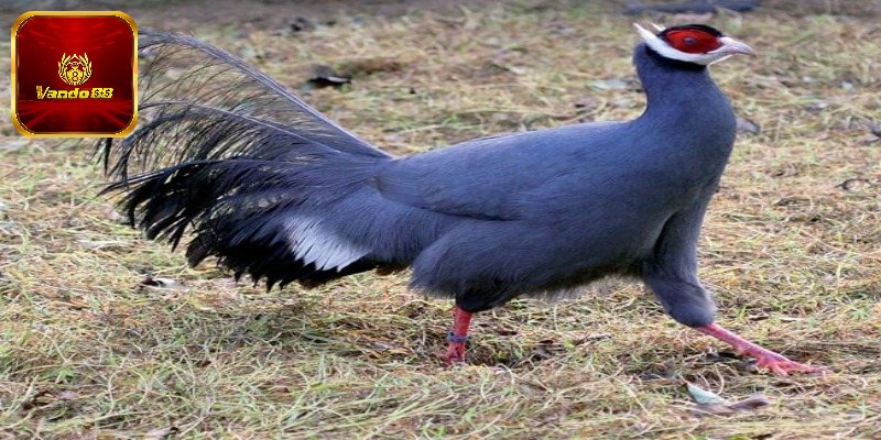 4 giống gà tía nổi bật