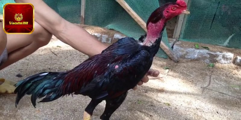 Cách nuôi gà chiến chuẩn như dân lâu năm