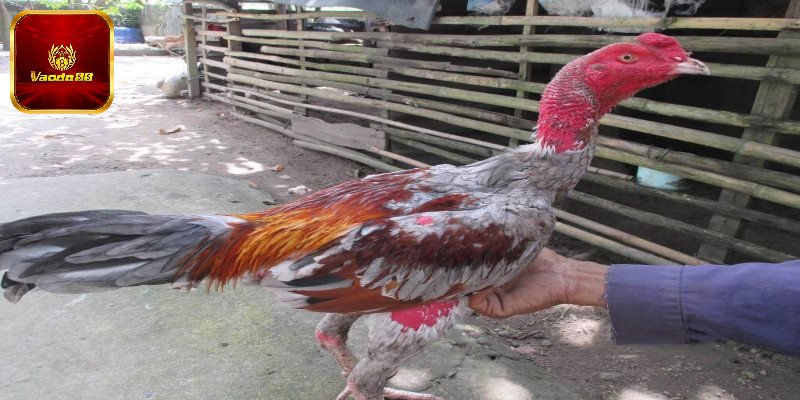 Cách Nuôi Gà Chiến Chuẩn Cho Sư Kê, Bất Bại Mọi Cuộc Đấu