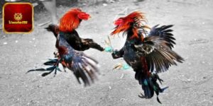 Đá Gà Cựa Dao Mỹ - Trải Nghiệm Chọi Kê Kịch Tính, Gay Cấn