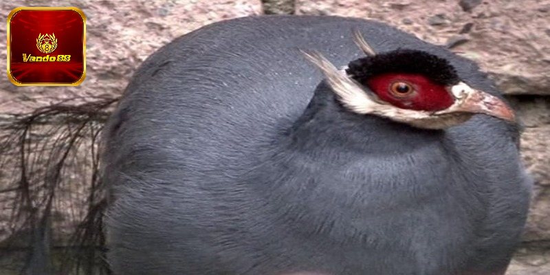 Gà Tía Là Gì? Có Những Giống Gà Tía Nổi Bật Nào Hiện Nay?