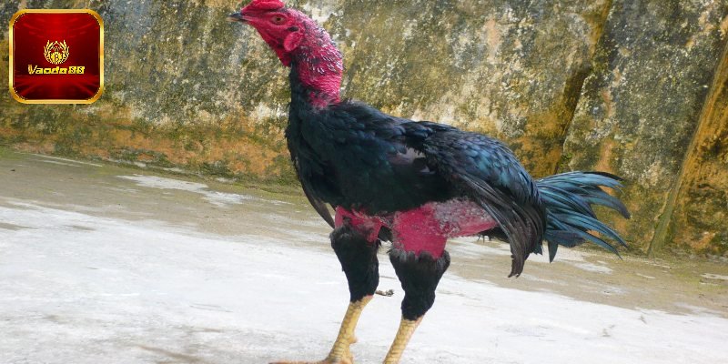 Lựa chọn giống gà chuẩn