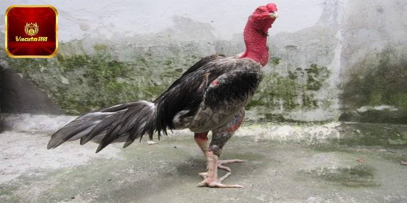 Nuôi chiến kê trước và sau khi thi đấu