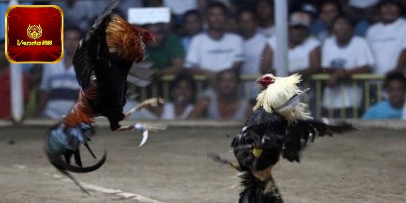 Tiêu chí phân định thắng thua